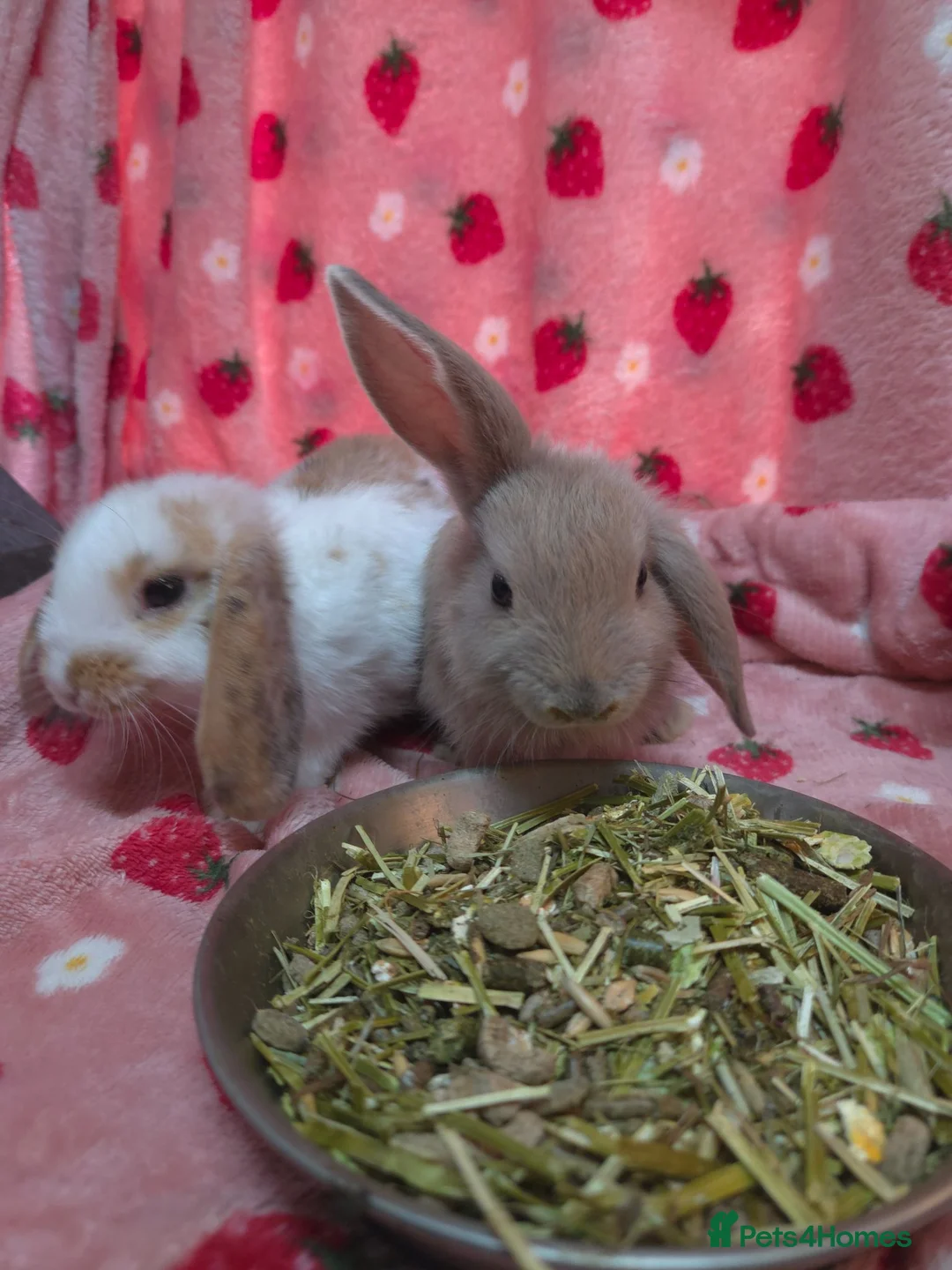 Mini Lop rabbits for sale: VERY TAME Mini lop baby bunnies ready to leave now - Advert 2
