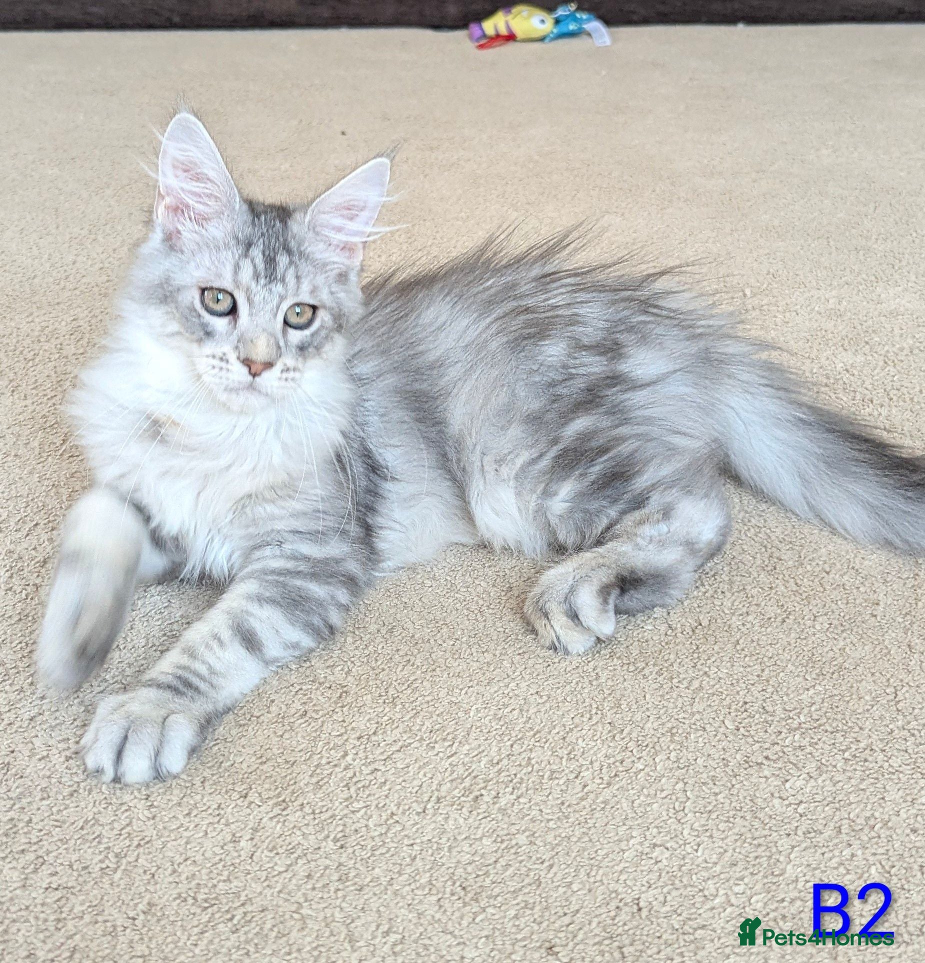 Maine Coon cats Male Maine Coons - Advert 2