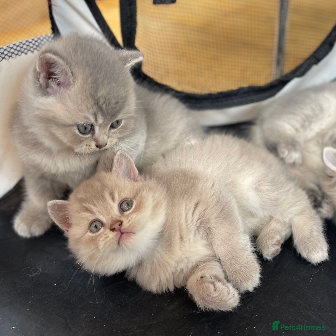 British Shorthair cats for sale: Active Blue Golden Tipped British Shorthair MARCUS - Image 15