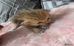 Scottish Fold cats for sale: 5 Beautiful ScottishFolds Kittens - Image 8