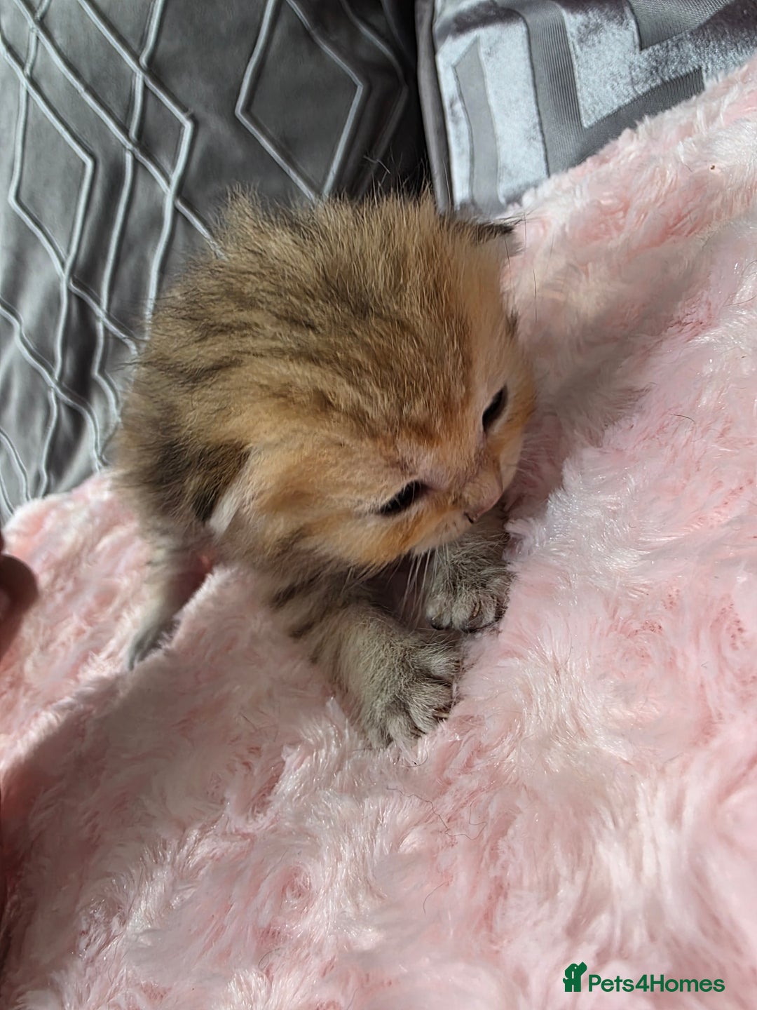 Scottish Fold cats for sale: 5 Beautiful ScottishFolds Kittens - Image 8