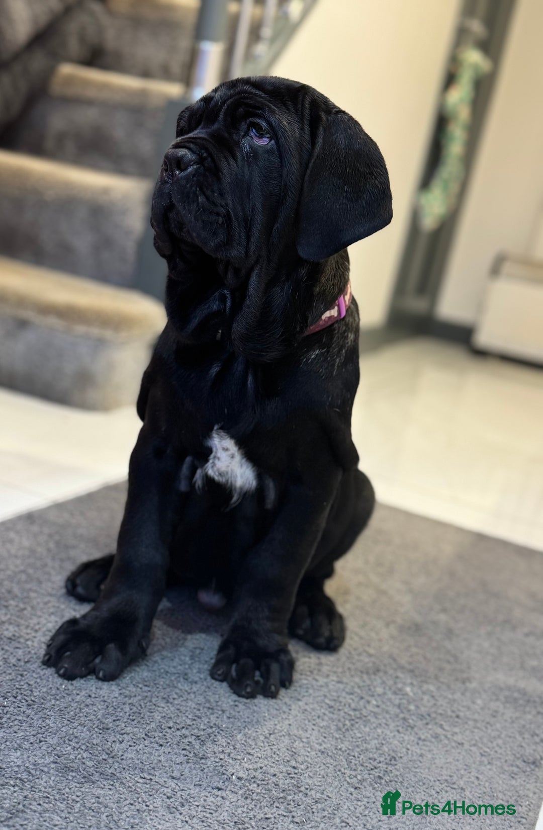 Neapolitan Mastiff dogs for sale:  3 black girl Neapolitan mastiff puppie Newcastle  - Advert 14