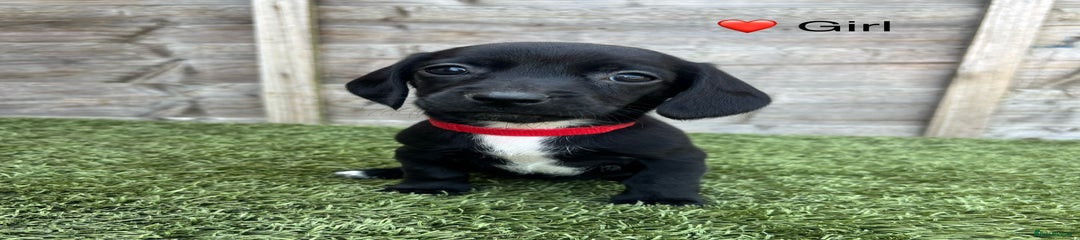 Docker Puppy Red Collar Girl