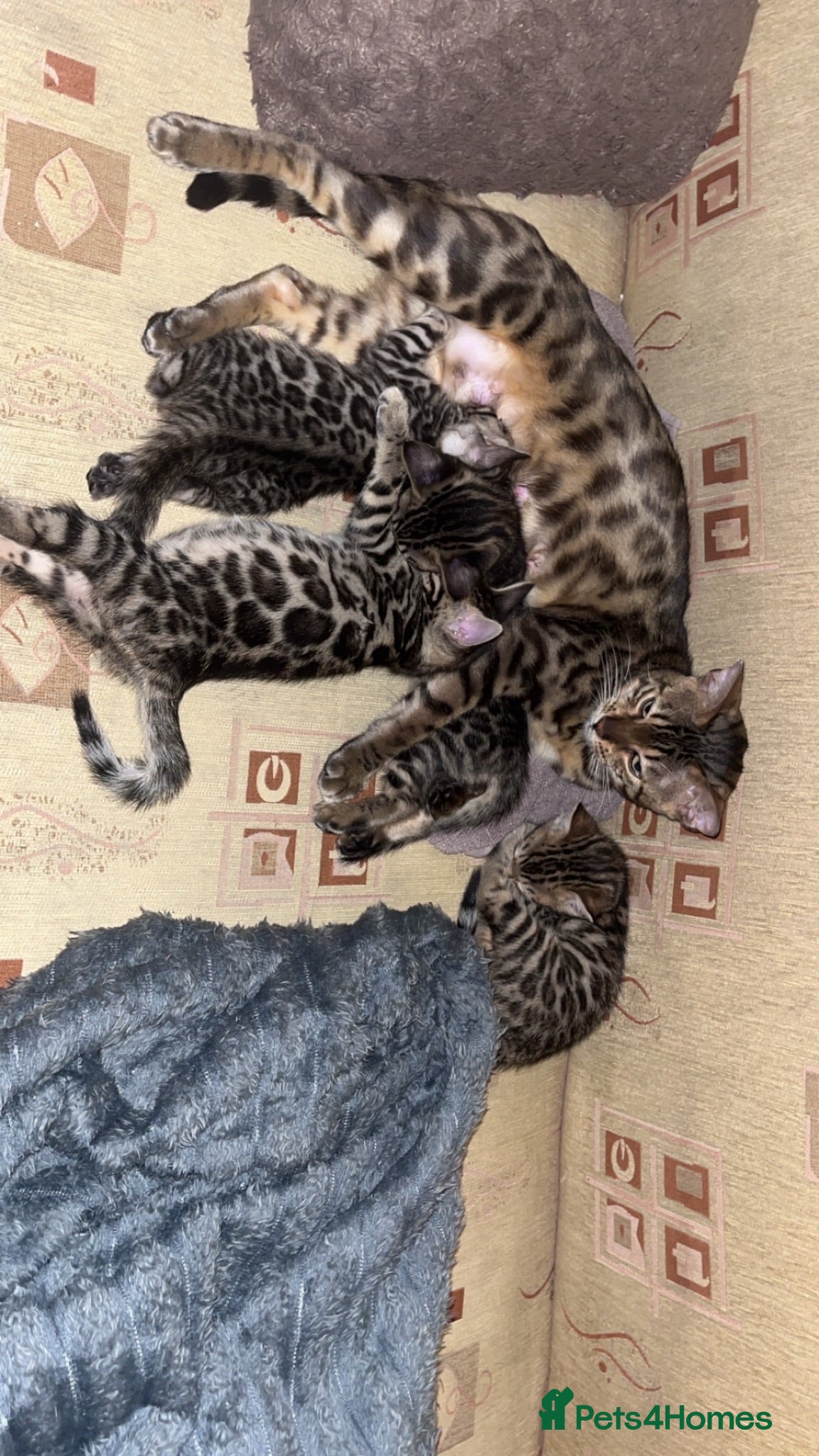 Bengal cats ✨🐆 mom and 2 Uniqe MagicalBengals girls 🐆✨ - Advert 2