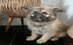 German Shepherd dogs for sale: German shepherd pups silver sable black/tan black  - Image 23