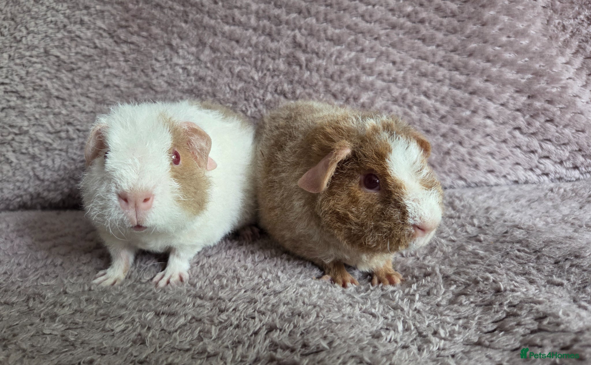 Guinea Pig rodents Roan Teddy Boars - Advert 2