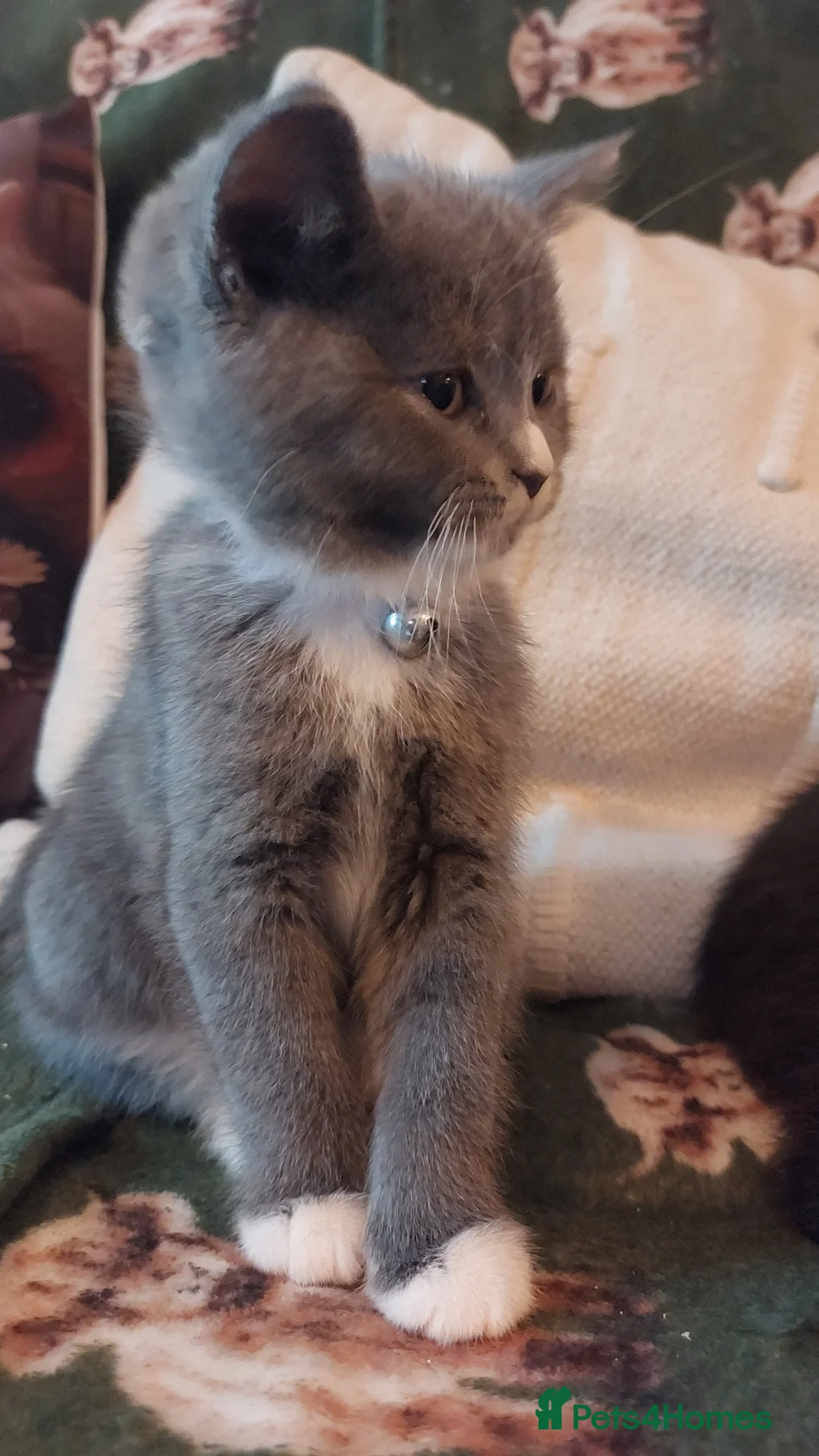 British Shorthair cats for sale: REDUCED !!!! FIVE British short-haired mixed breed - Advert 3