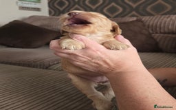 Cockapoo dogs for sale: Female cockapoo cream/beige - Image 7