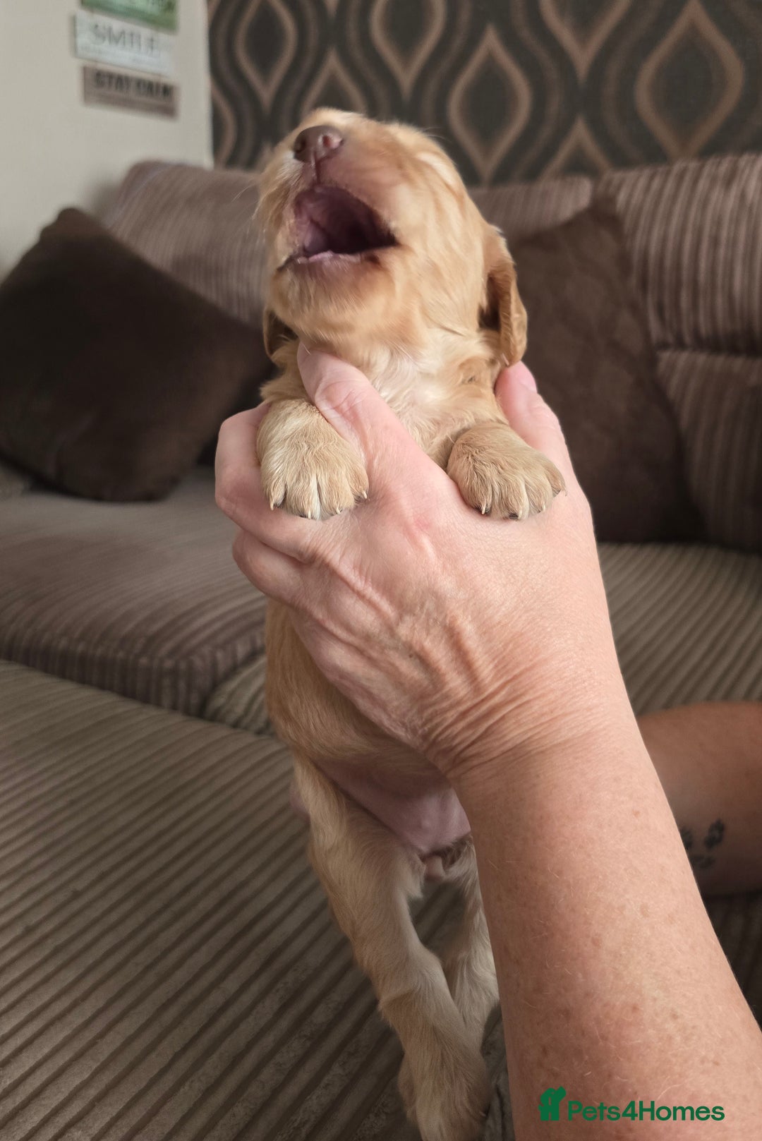 Cockapoo dogs for sale: Female cockapoo cream/beige - Image 7