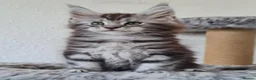 Maine Coon cats for sale: GCCF REGISTERED MAINE COON KITTENS - Advert 15