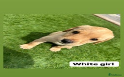 Labrador Retriever dogs for sale: One Beautiful KC Reg Lab Puppy Left- Ready Now - Image 10