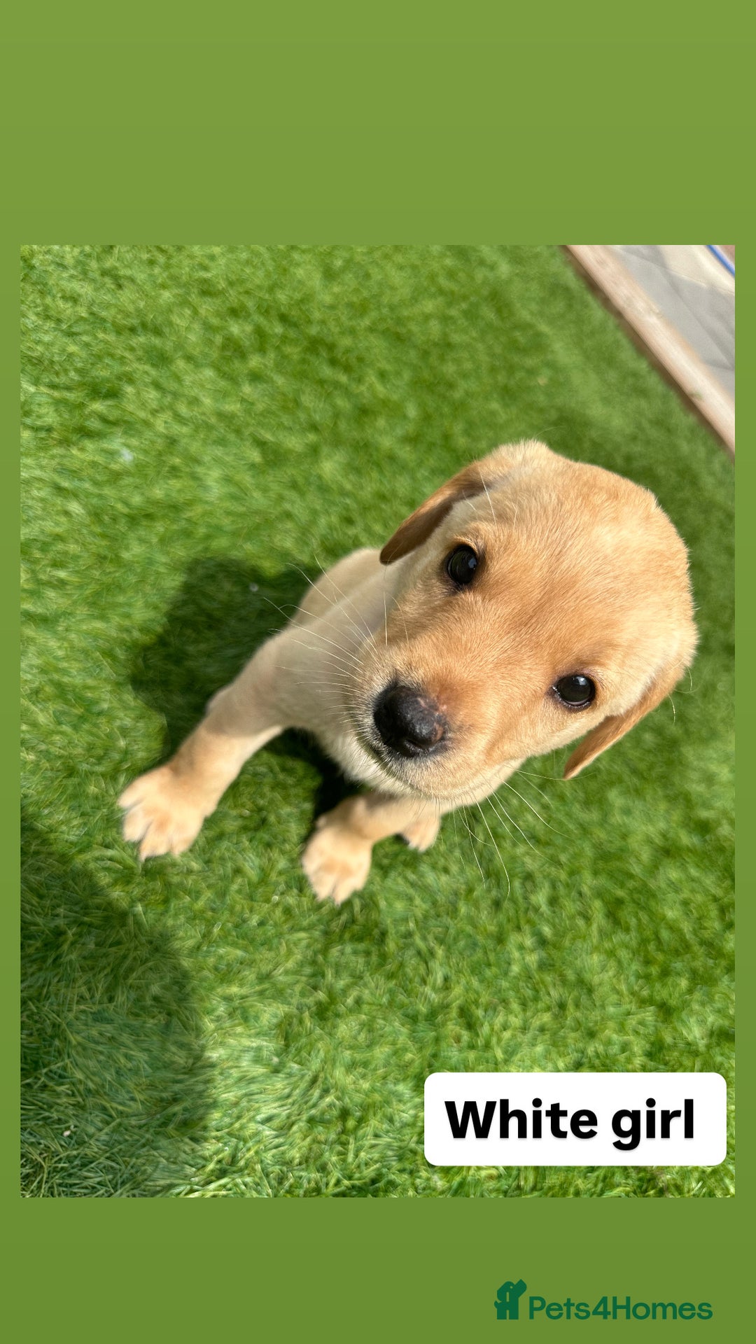 Labrador Retriever dogs for sale: One Beautiful KC Reg Lab Puppy Left- Ready Now - Image 10
