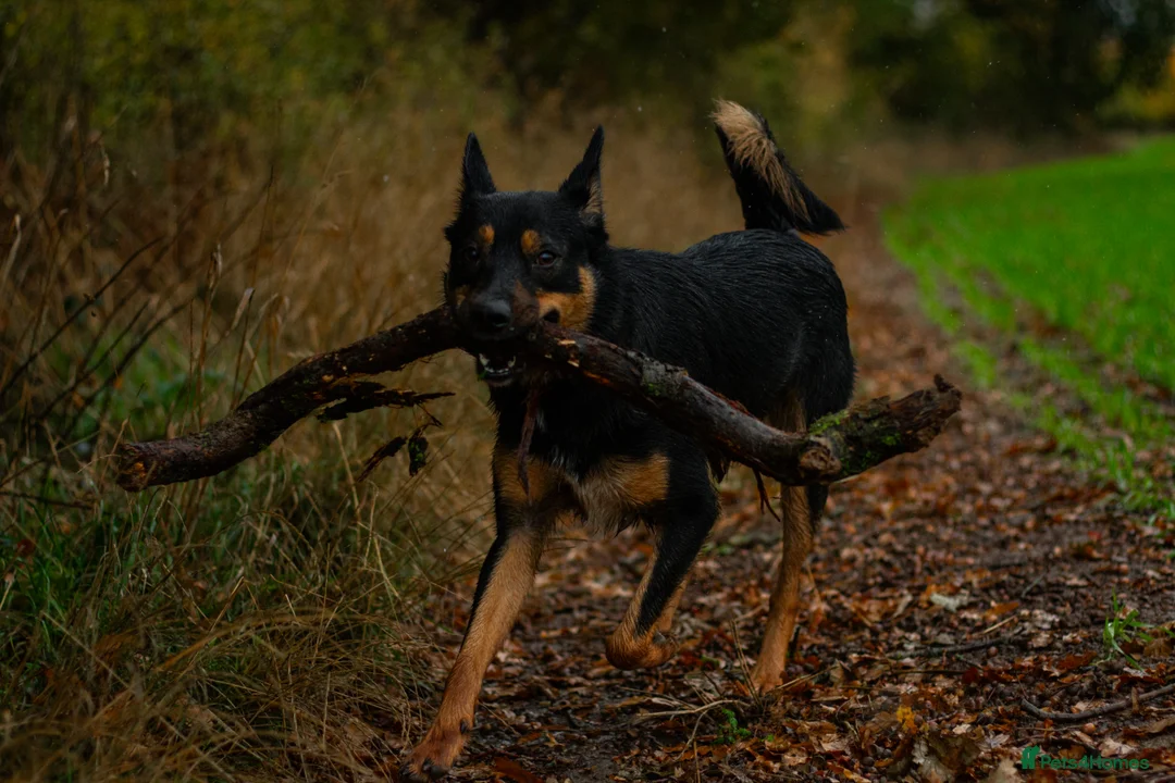 Mixed Breed dogs for sale: Jax Kelpie x Collie in Worcester - Advert 2