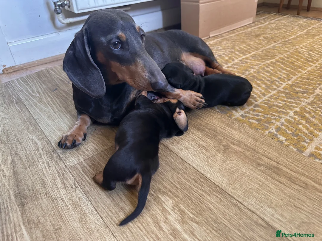 Dachshund dogs for sale: Beautiful Dachshund pups in Bristol - Advert 1