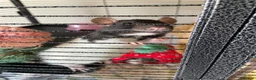 Rat rodents for sale: 4 Friendly Female Rats + Large Full Setup 🐀❤️ in Nuneaton - Advert 3