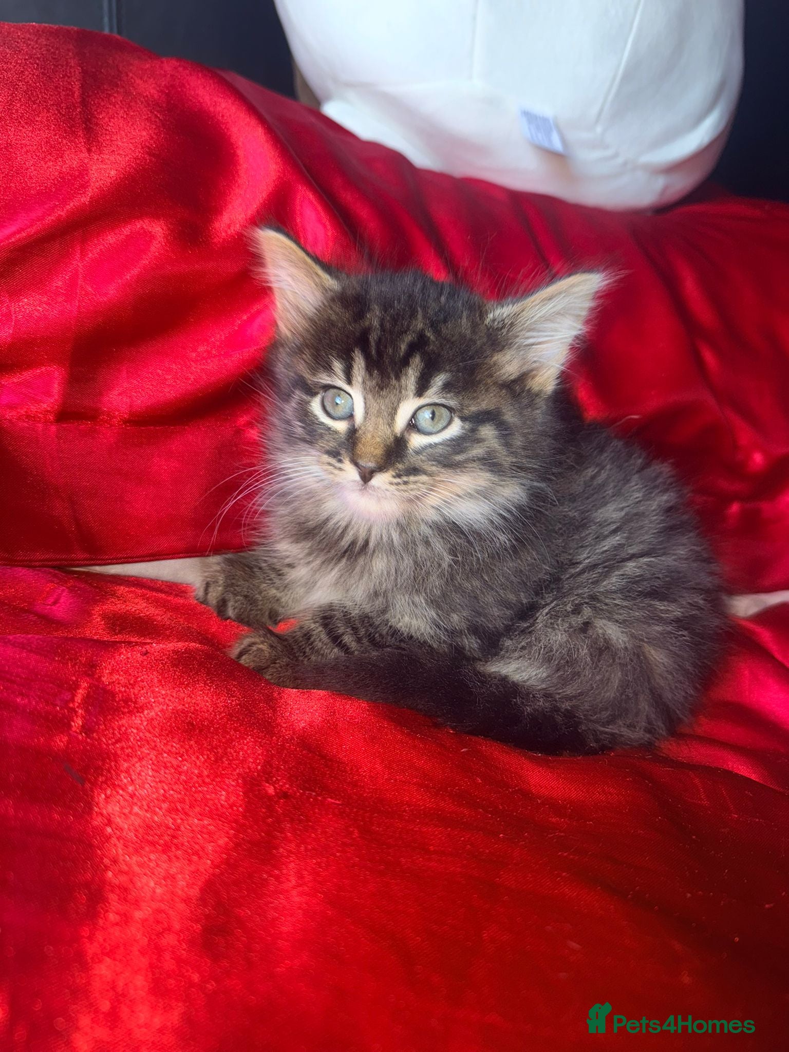 Mixed Breed cats 5 beautiful kittens for sale - Advert 4