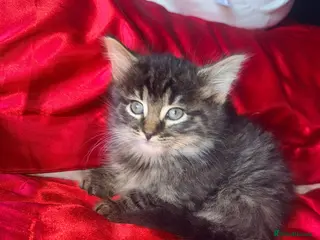 Mixed Breed cats 5 beautiful kittens for sale - Advert 4
