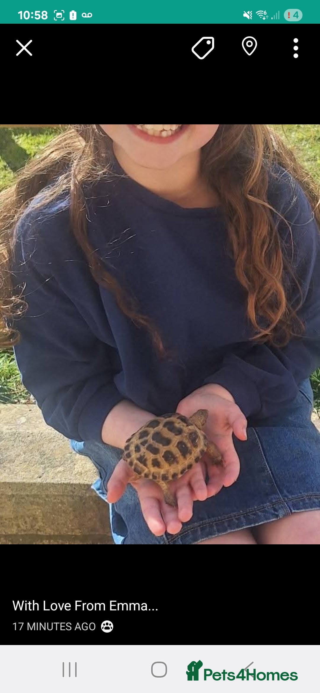 Tortoise reptiles for sale: Horsefield tortoise 🐢  - Image 6