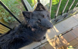 German Shepherd dogs for stud: Black German Shepherd at Stud - Image 2