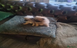Pomeranian dogs for sale: Xxs Pomeraniums  - Image 25