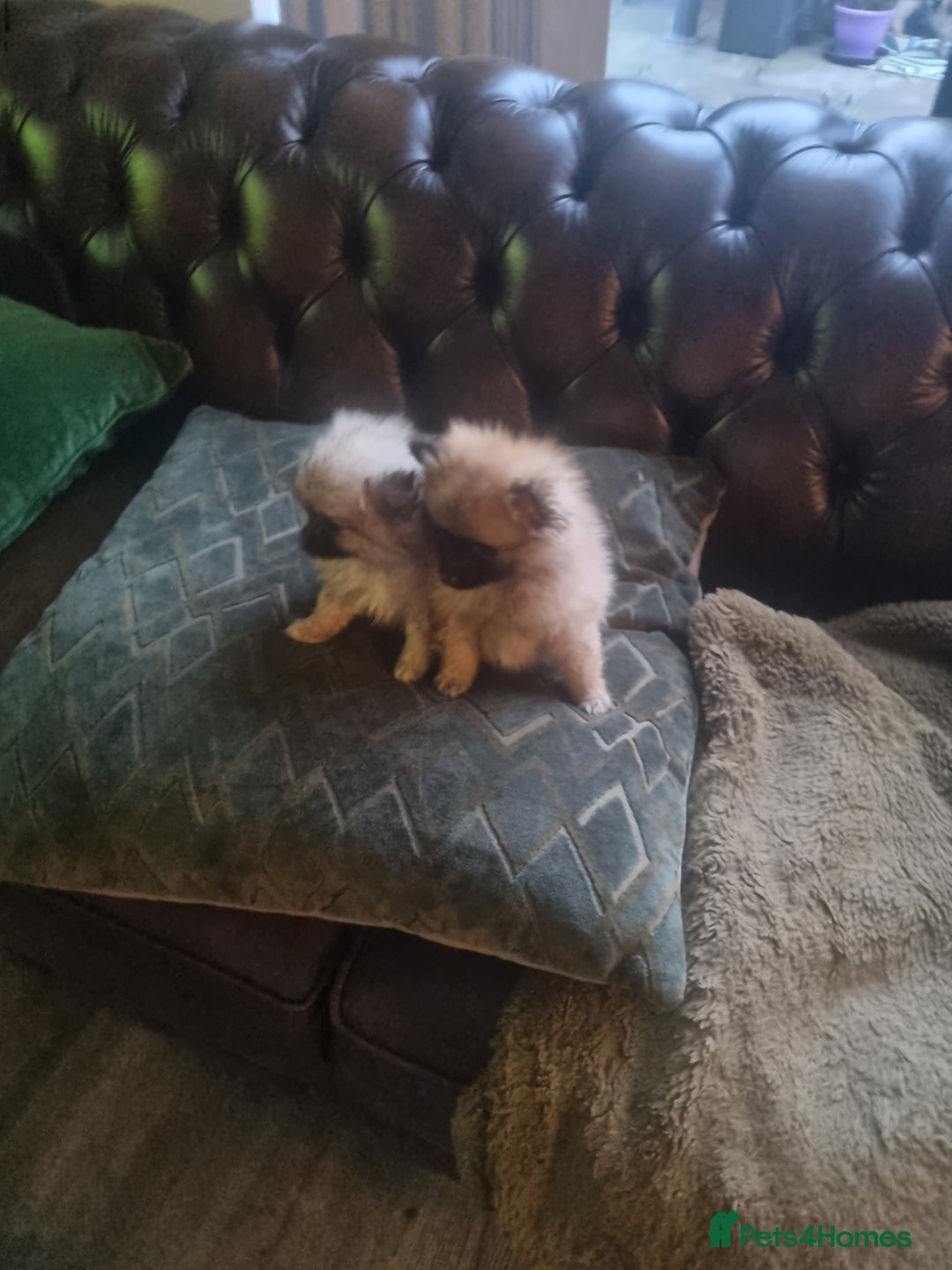 Pomeranian dogs for sale: Xxs Pomeraniums  - Image 25