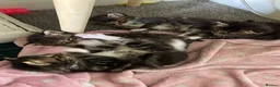 Mixed Breed cats for sale: Beautiful fluffy kittens ready for there new home - Advert 7