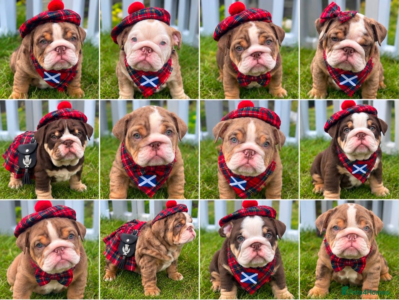 English Bulldog dogs 🌟 Quality English Bulldog Puppies ⭐️  - Advert 3
