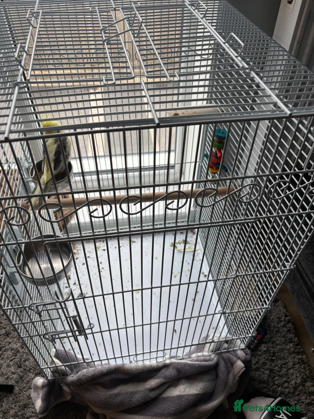 Cockatiels birds for sale: Cockatiel in Pontyclun - Advert 3