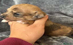Jack Russell dogs for sale: Beautiful Rare Merle Mini Jack Russell Puppies  - Image 7