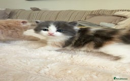 Ragdoll cats for sale: 🎄 Rare Ragdoll Kittens – Ready for Christmas! 🎄 - Advert 12