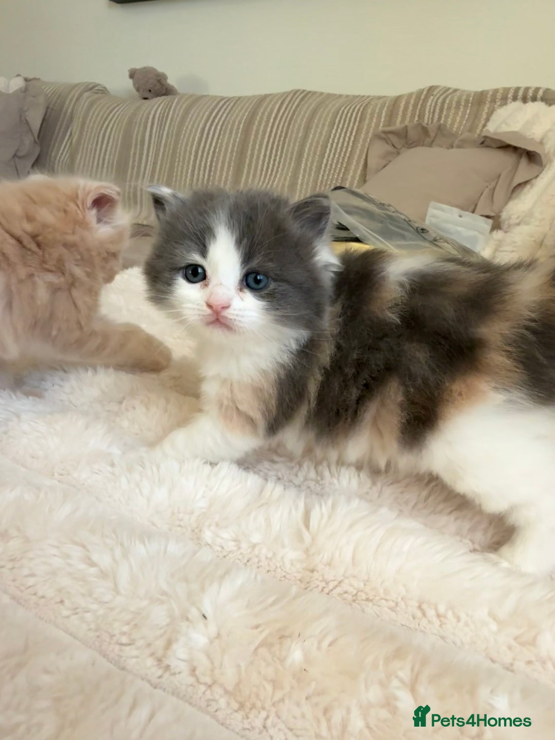 Ragdoll cats for sale: 🎄 Rare Ragdoll Kittens – Ready for Christmas! 🎄 - Advert 12