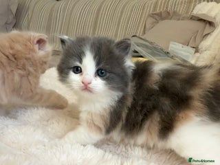 Ragdoll cats Rare Ragdoll Kittens – Ready for ** ! - Advert 9