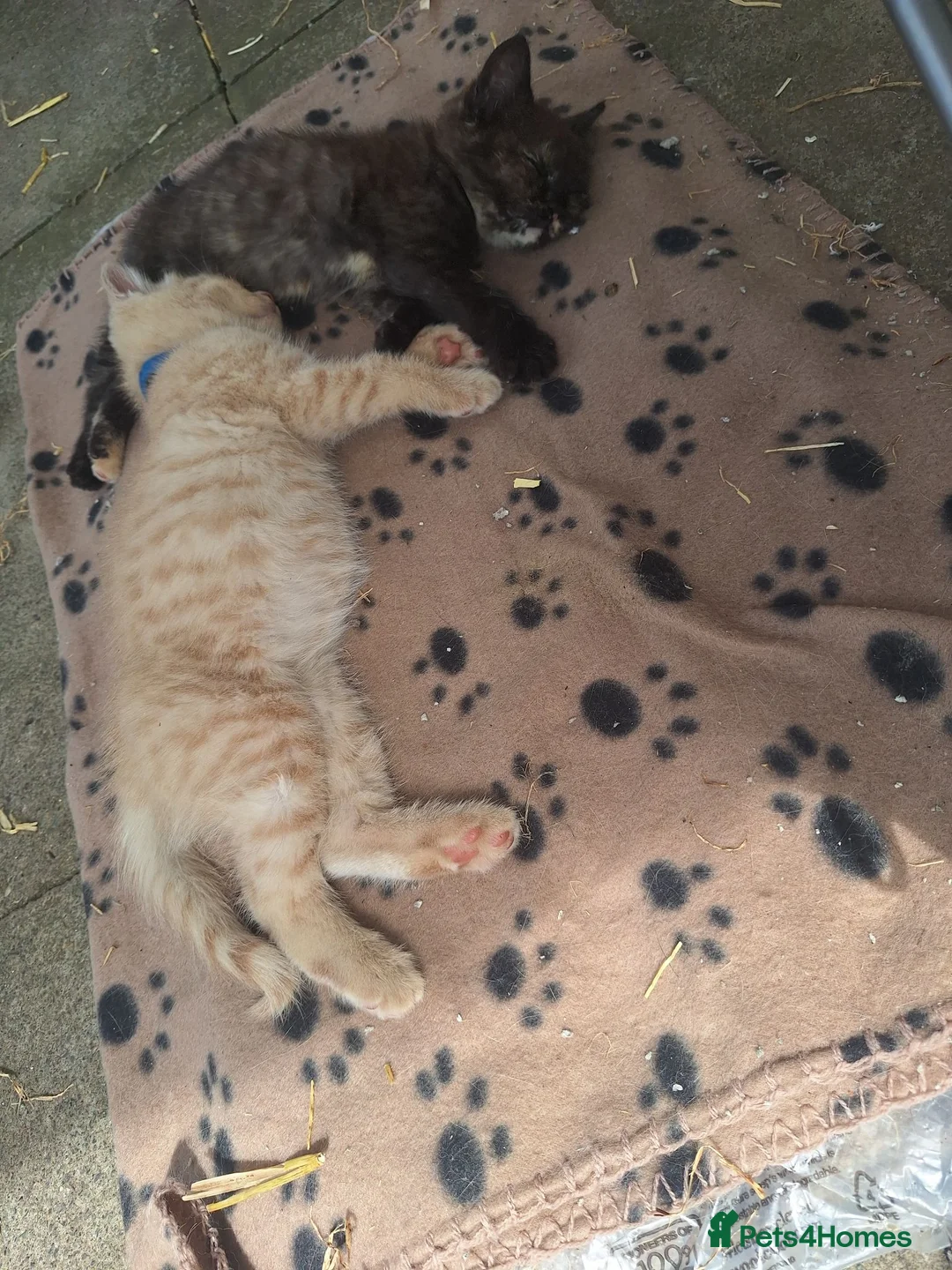 Mixed Breed cats for sale: 2 x cream males british shorthair cross bengal  in Kettering - Advert 2