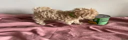 Maltipoo dogs for sale: Tiny maltipoo puppies  - Advert 10