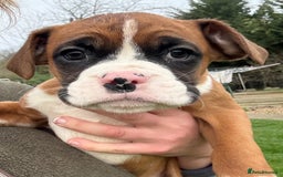 Boxer dogs for sale: READY TO GO Bobbed Tailed Boxers  - Advert 3