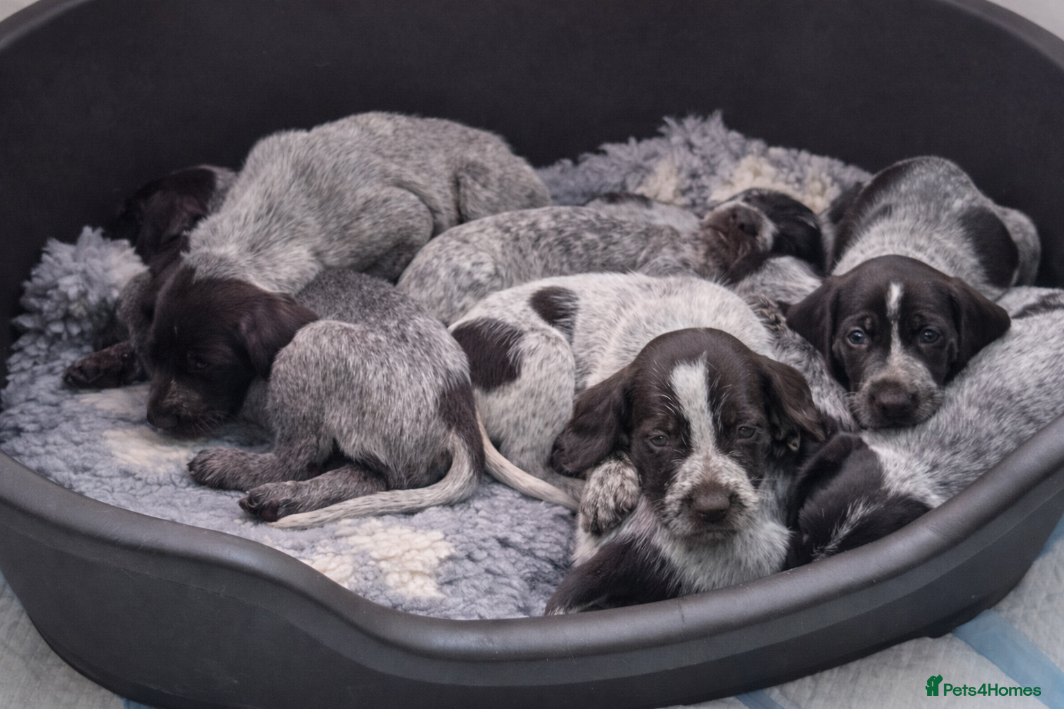 German Wirehaired Pointer dogs Ready to View !! GWP KC Pups - Advert 18
