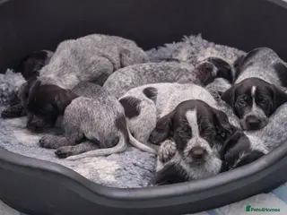 German Wirehaired Pointer dogs Ready to View !! GWP KC Pups - Advert 18
