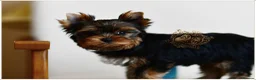 Yorkshire Terrier dogs for sale: READY NOW FULLY VACCINATED MINIATURE YORKIE KC DNA - Advert 4