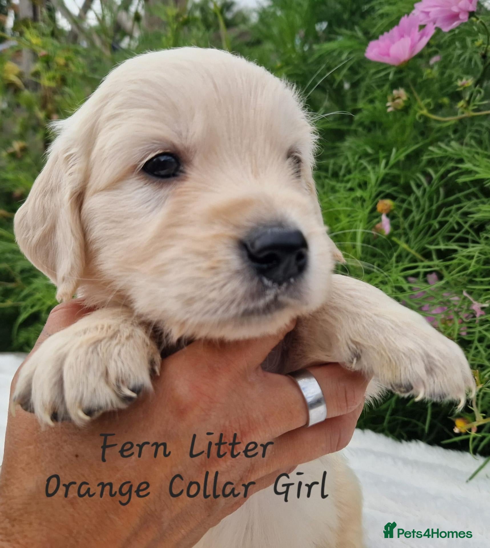 Golden Retriever dogs Quality Golden Retriever Puppies - Advert 1