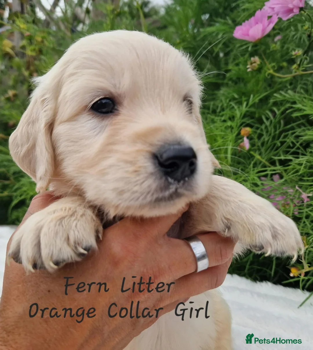 Golden Retriever dogs for sale: Quality Golden Retriever Puppies - Advert 1