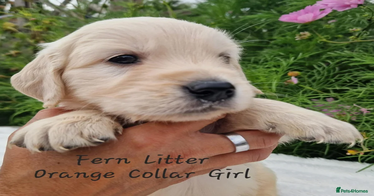 Golden retriever Golden Retriever Puppies For Sale Pets4Homes Golden retriever Golden Retriever Puppies For Sale Pets4Homes