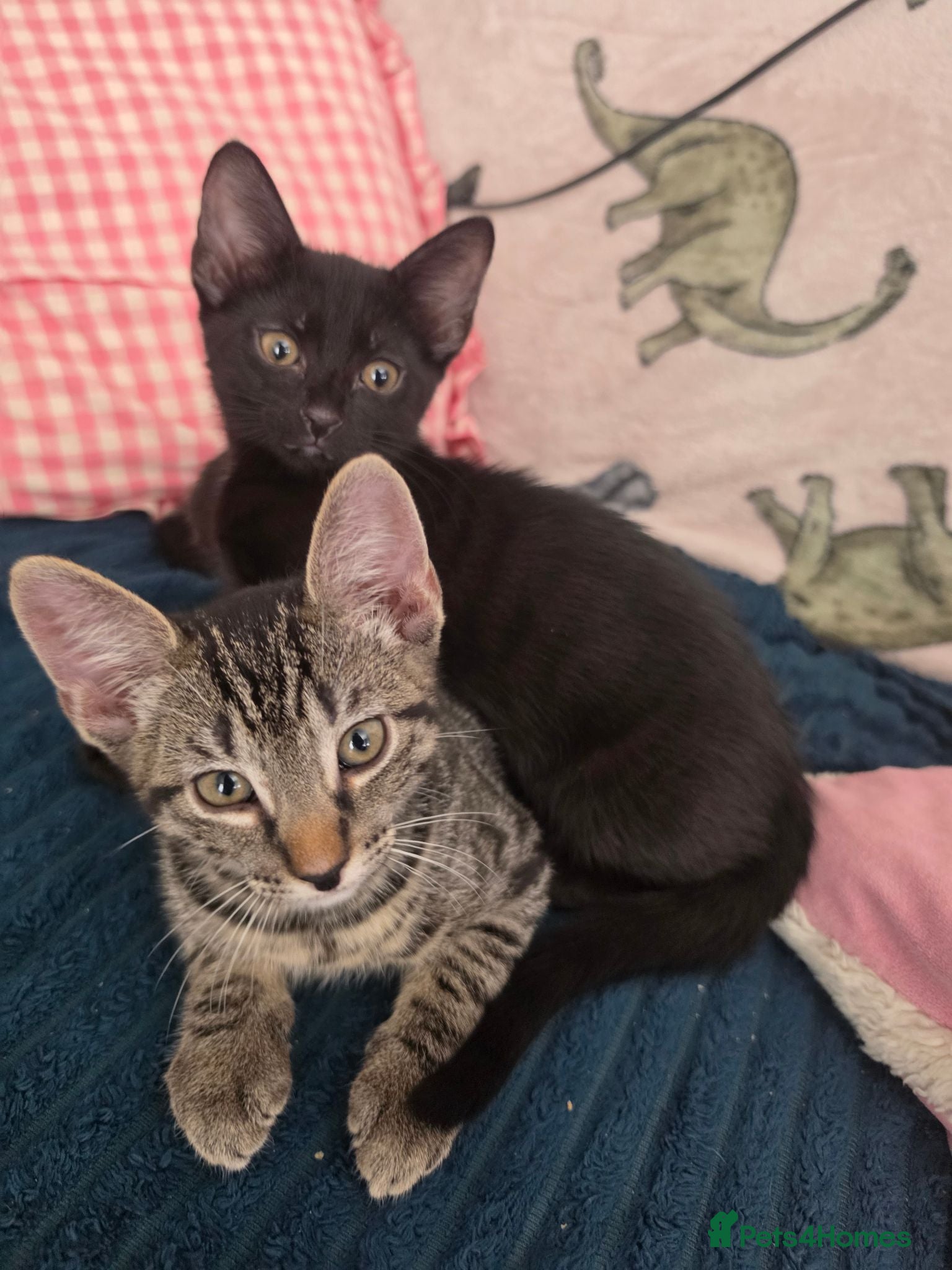 Mixed Breed cats 3 beautiful 1/4 siamese kittens ready now x - Advert 9