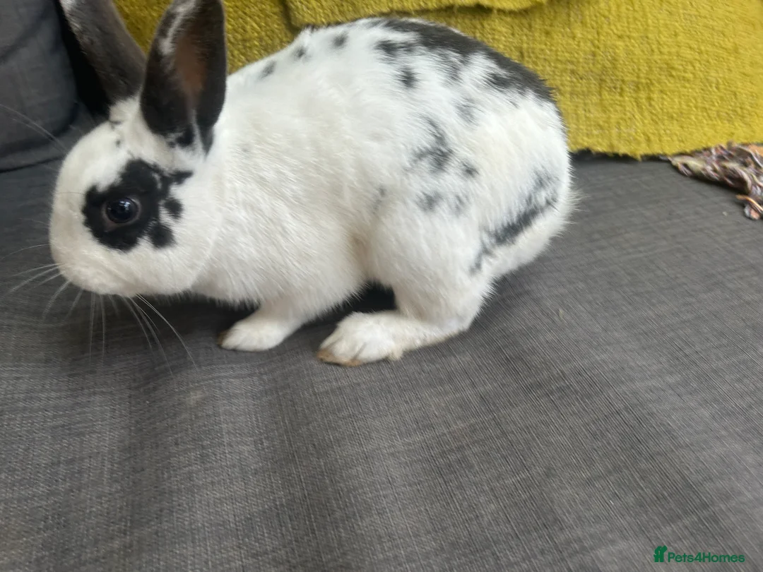 English Spot rabbits for sale: Beautiful male English spot - Advert 2