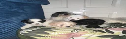 Maltipoo dogs for sale: Maltipoo Puppies seeking their forever home❤️🐶 - Advert 14