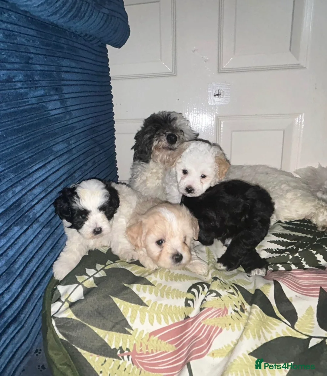 Maltipoo dogs for sale: Maltipoo Puppies seeking their forever home❤️🐶 - Advert 14