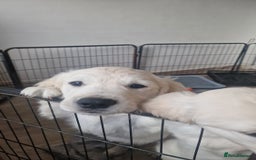 Golden Retriever dogs for sale: 🐾🐕 3 male Golden Retriever Puppies 🐶 🐕‍🦺 - Image 18