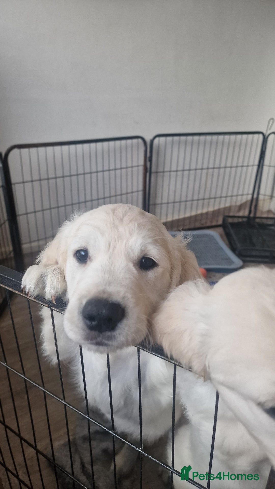 Golden Retriever dogs for sale: 🐾🐕 3 male Golden Retriever Puppies 🐶 🐕‍🦺 - Image 18