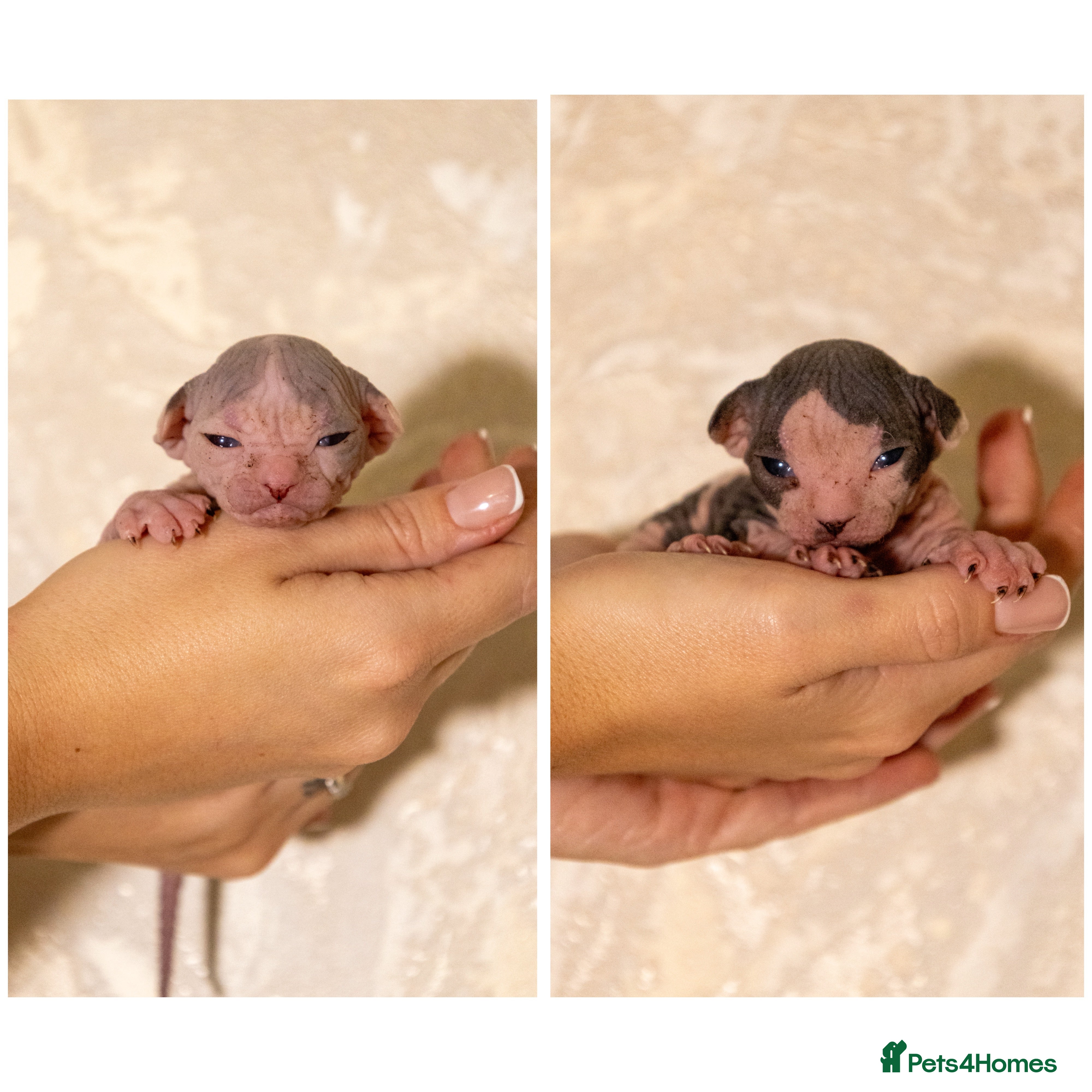 Sphynx cats Two beautiful male Sphynx kittens  - Advert 3