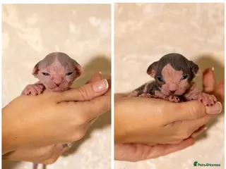 Sphynx cats Two beautiful male Sphynx kittens - Advert 10