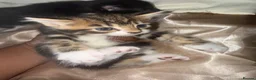 Domestic Shorthair cats for sale: 🐾 Adorable Kittens For Sale 🐈 🐈‍⬛ in London - Advert 5